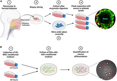 Frontiers | Human Nasal Olfactory Stem Cells, Purified As Advanced ...